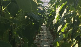 Consultation on AHDB Order 2008 (Changes to AHDB Statutory Instrument)